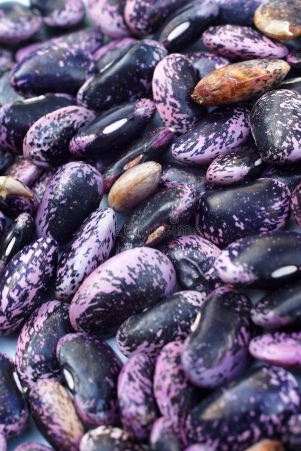 Detail, Scarlet Runner Beans, Dried Stock Image Image of pinto
