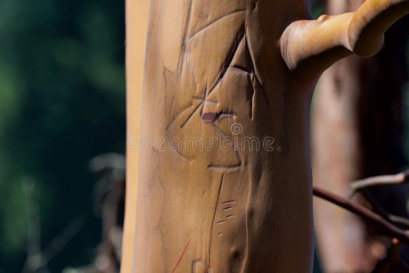 Trunk of arbutus tree with its peeling pink bark. View of Kziv