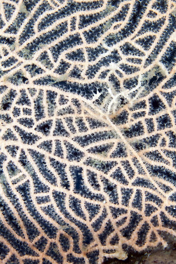 Detail of a sea fan in the Red Sea.