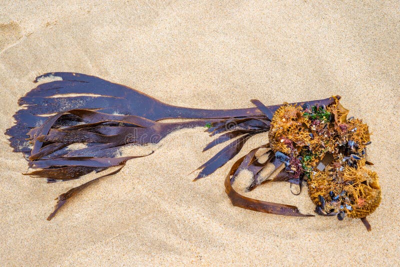 Detail of seaweed sea ocean weed marine plan washed on beach sand