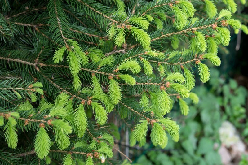 Fresh buds on Spruce branches in spring royalty free stock photos