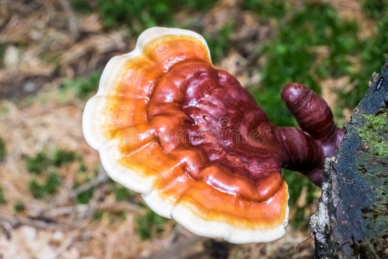 Detail shot of reishi medicinal mushroom