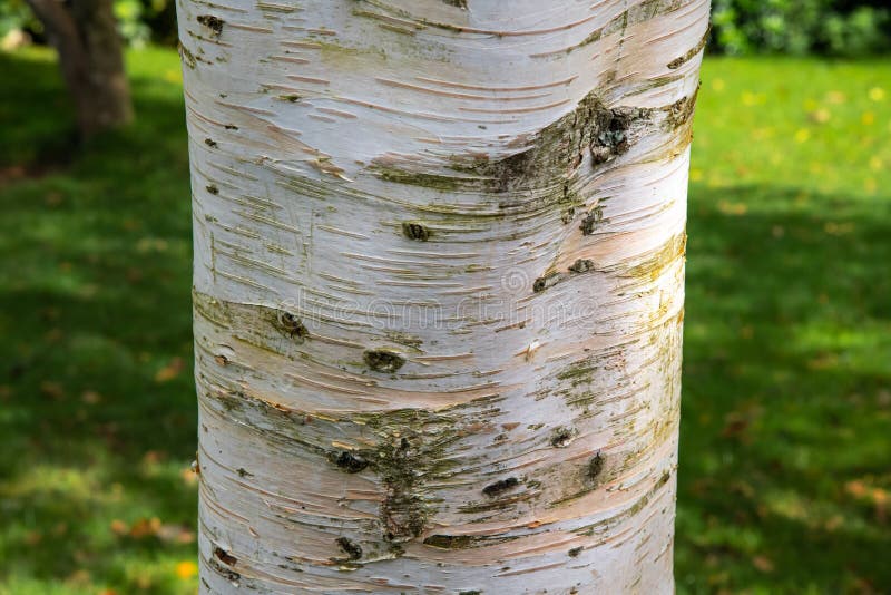 2 215 Silver Birch Bark Photos Free Royalty Free Stock Photos From Dreamstime