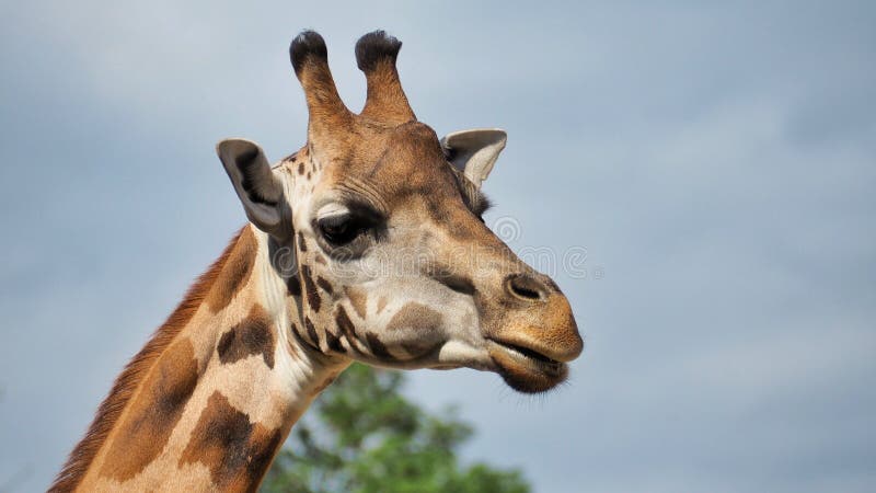 Giraffe Side View stock image. Image of tall, horns, giraffe - 706481