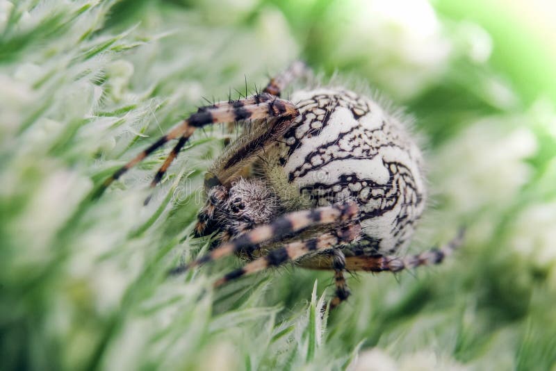 Detail on a Spider on Green Flower