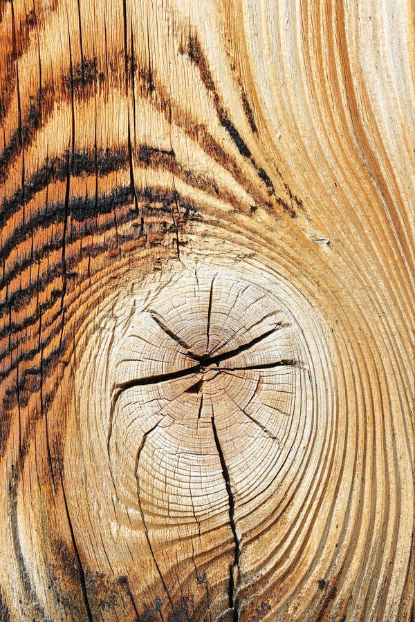 Detail of spruce wood texture