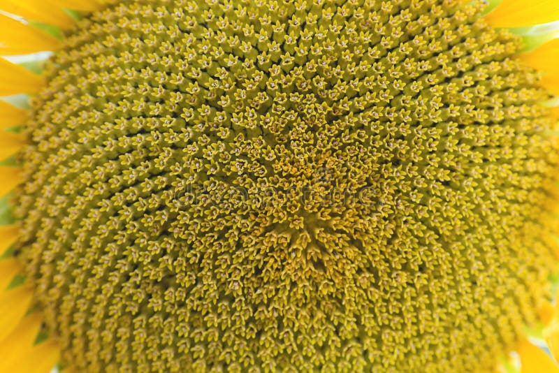 Detail of Sunflower Flowerhead Disc Florets Stock Photo Image of