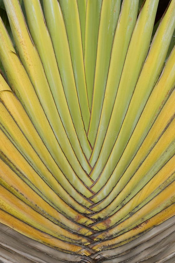 Detail of Traveller s Palm