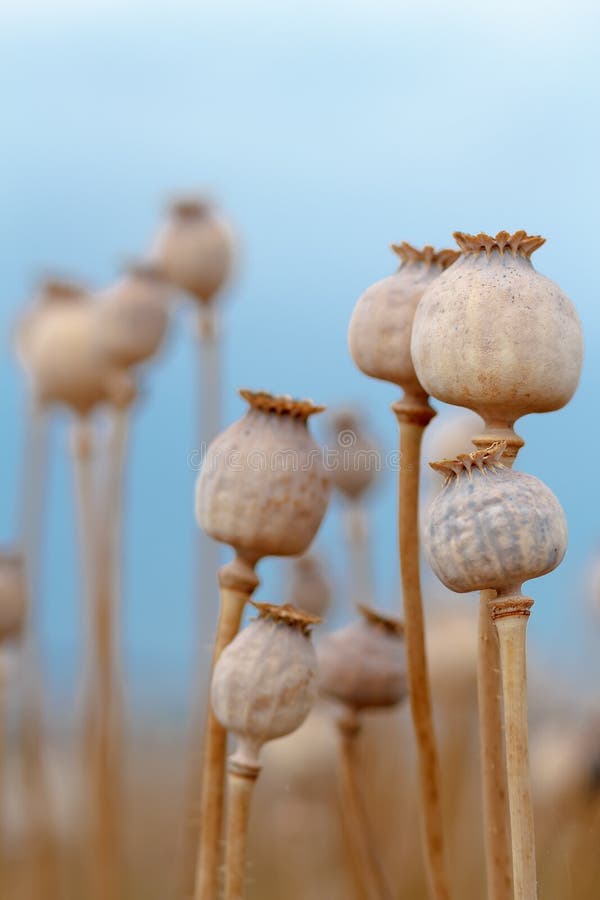 Detail of tree poppyheads on the field