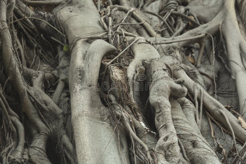 Tropical tree trunk royalty free stock images
