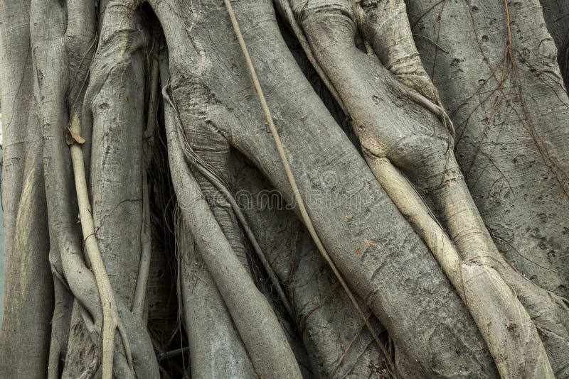 Tropical tree trunk royalty free stock photography