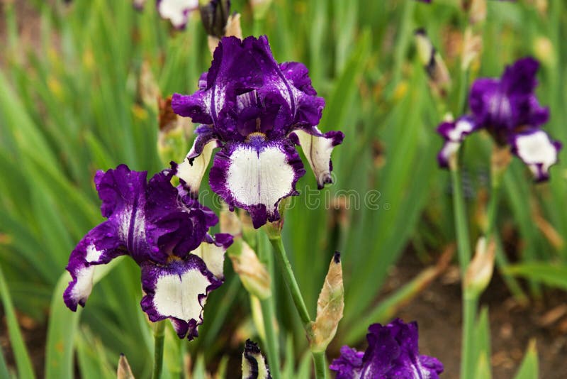 Detail of two irises