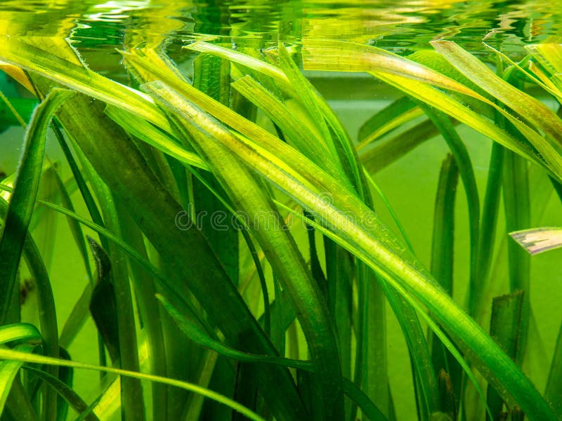 Detail Of A Vallisneria Gigantea  Freshwater Aquatic Plant 