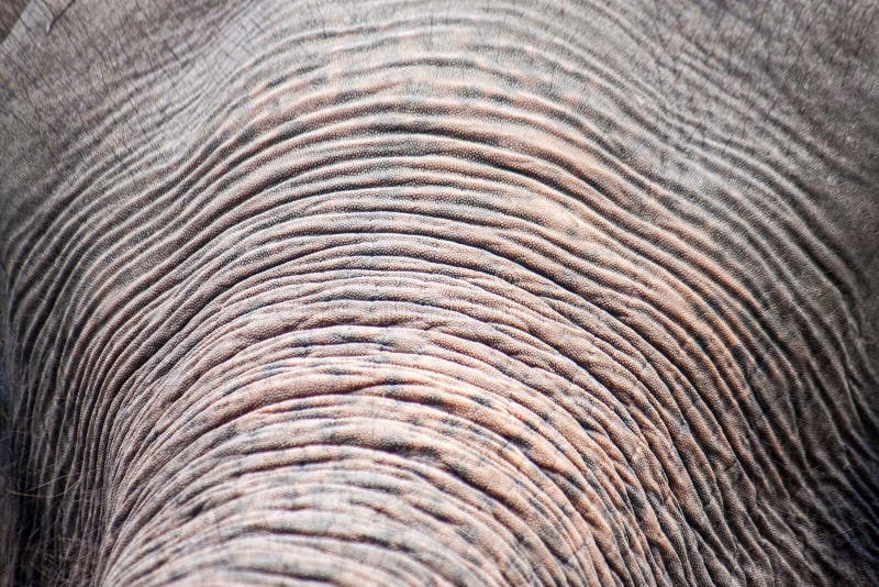 Detail van de boomstam van een olifant stock fotografie Detail van de boomstam van een olifant stock fotografie