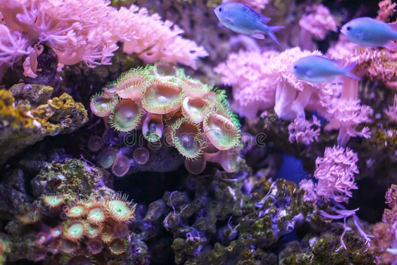 Detail van Zoanthus-poliep De Zoanthidsfamilie is een groep populaire koralen voor mariene aquarists stock afbeeldingen Detail van Zoanthus-poliep De Zoanthidsfamilie is een groep populaire koralen voor mariene aquarists stock afbeeldingen