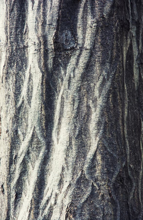 Detail view of tree bark. Natural background.