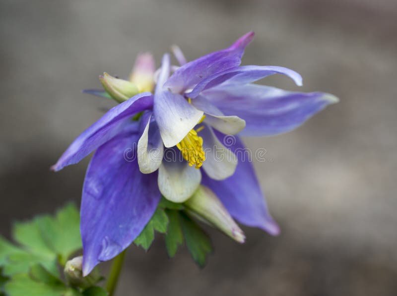 Detail of the violet-white leaf of the Aquilegia flabellata plant. Blurred background.