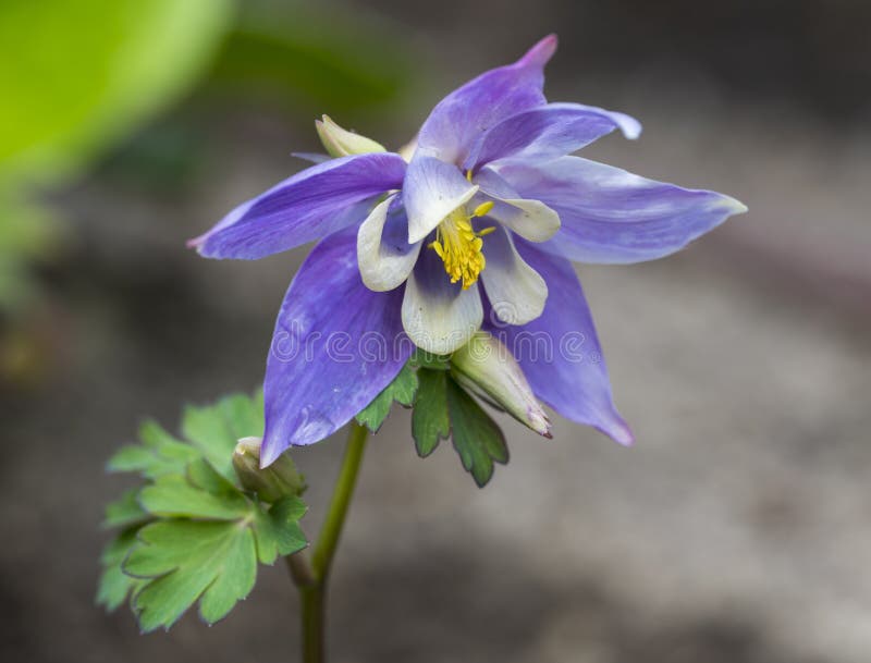 Detail of the violet-white leaf of the Aquilegia flabellata plant. Blurred background.