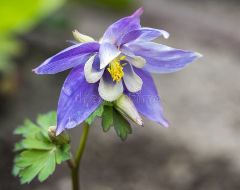 Detail of the violet-white leaf of the Aquilegia flabellata plant. Blurred background.