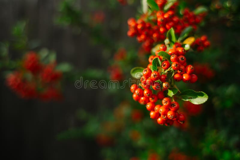 Detail Von Orange Beeren Des Pyracantha (Firethorn) Stockfoto Bild