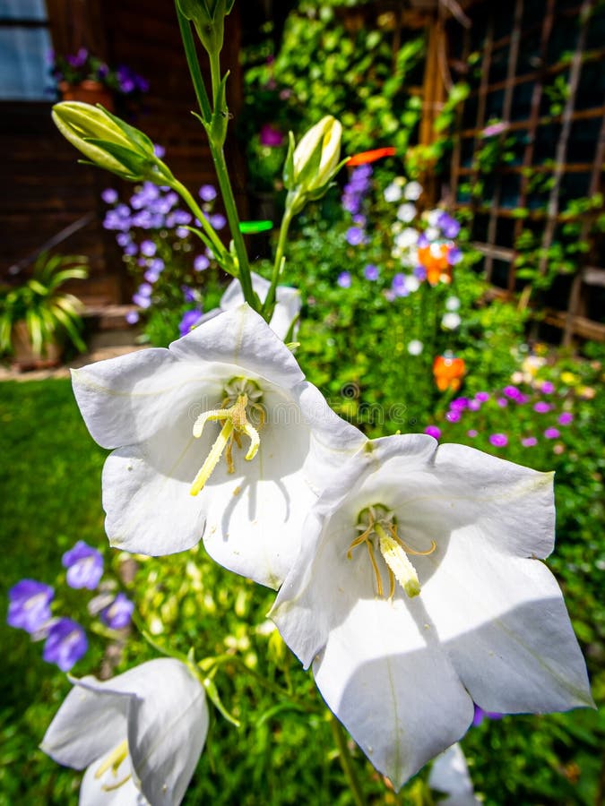 Detail Of White Balloon Flowers Platycodon Grandiflorus Stock Photo