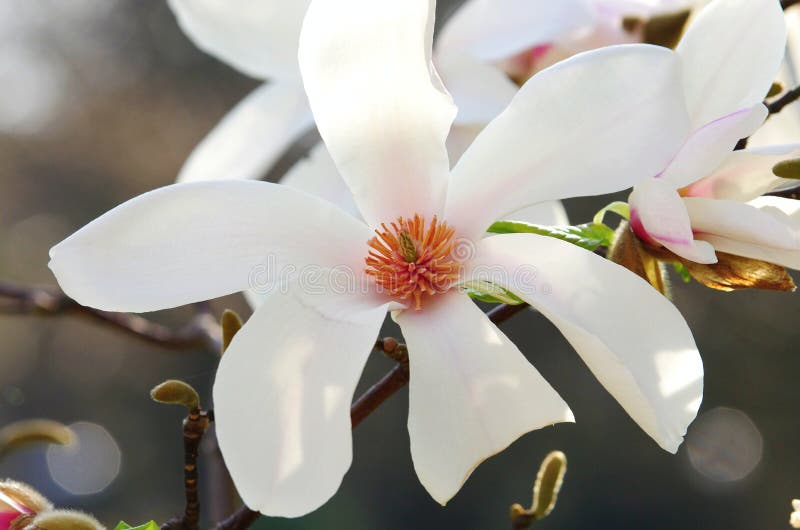 Detail bílého květu