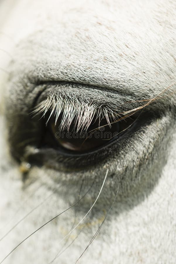 Detail of white horse eye stock photo. Image of equine 92029120