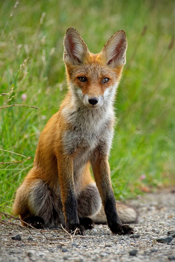 Detail Of Young Red Fox Sitting On Gravel Roadside In Summer Stock