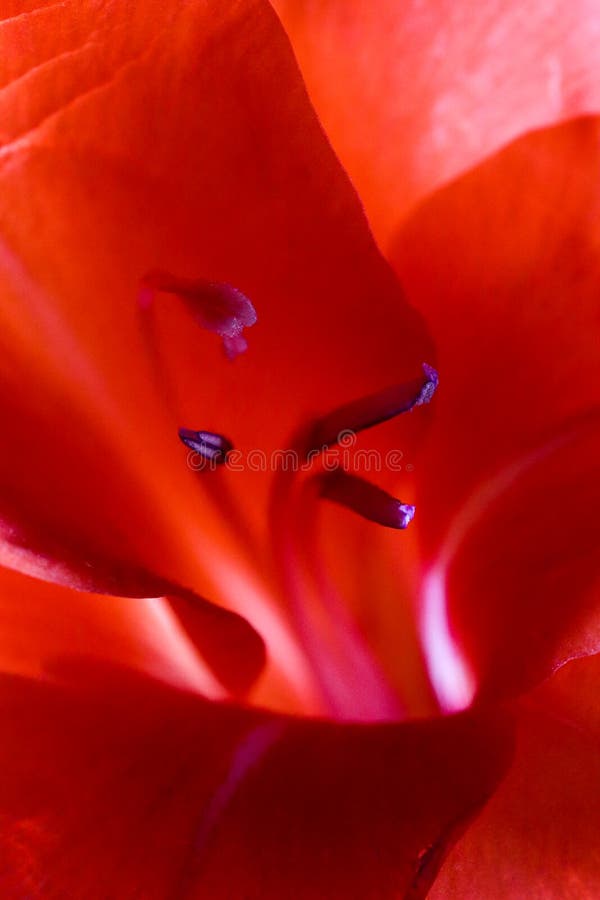 Detailed artistic macro closeup inflorescence of gorgeous blooming Sword Lily or Gladioli flower and stamen. Beautiful luxurious blossoms. Fresh foliage stock photo Detailed artistic macro closeup inflorescence of gorgeous blooming Sword Lily or Gladioli flower and stamen. Beautiful luxurious blossoms. Fresh foliage stock photo