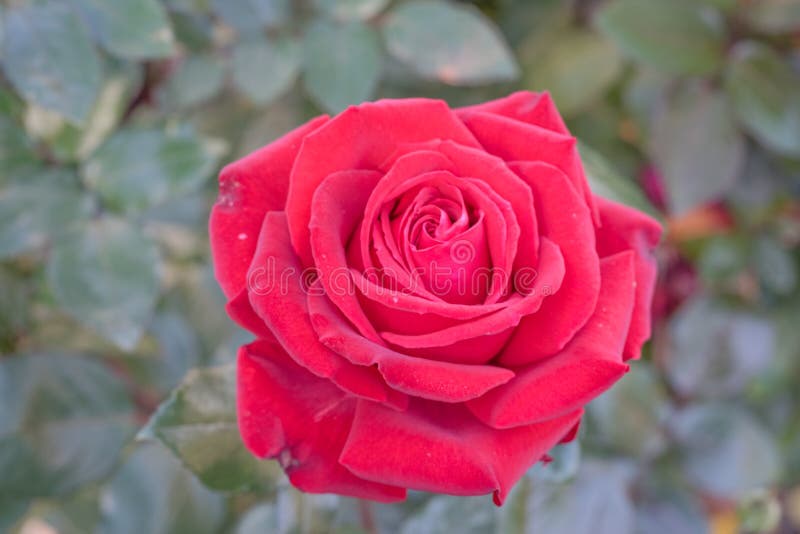Beautiful Single Rose with Soft Background Stock Photo - Image of macro ...