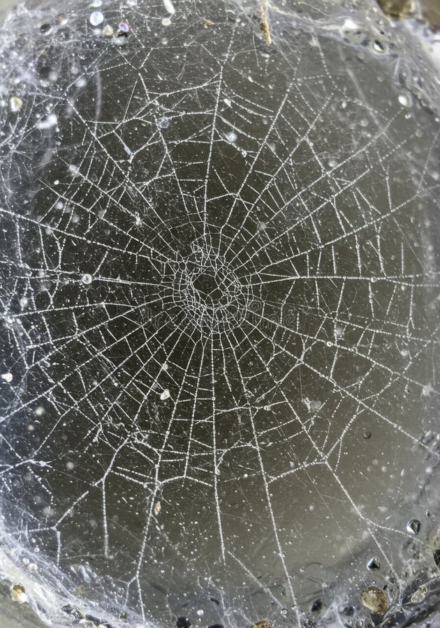 Detailed Close Up of a Circular Spiderweb with Radial Pattern. AI Generated