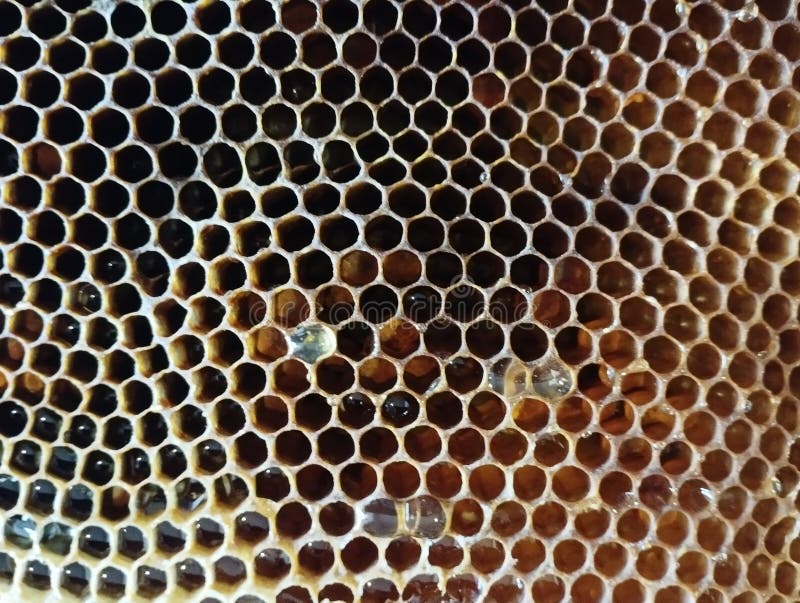Close-up of a honeycomb royalty free stock image