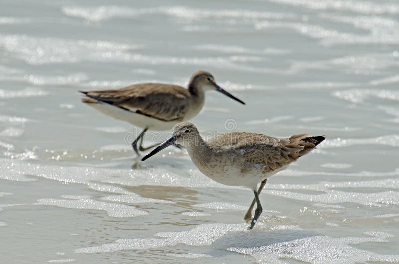 Two American short bill dowitcher sandpiper birds standing in seafoam, the female in focus.