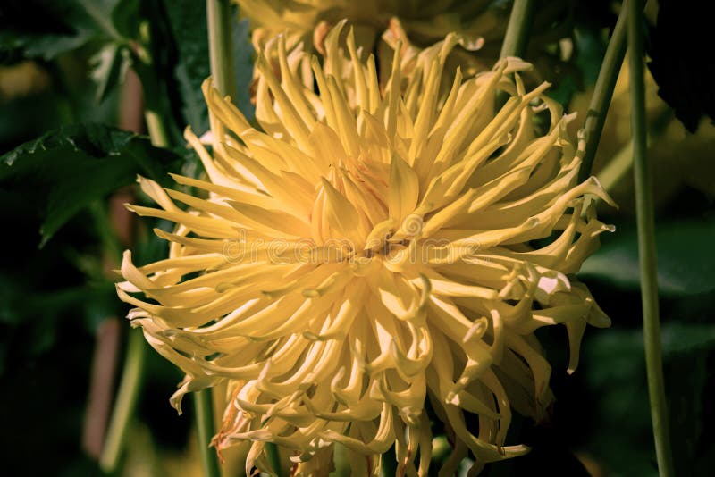 Detailed close up of a yellow cactus dahlia Golden Explosion in bright sunshine