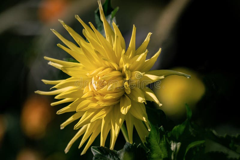 Detailed close up of a yellow cactus dahlia Golden Explosion in bright sunshine