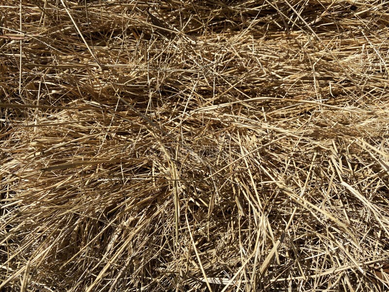 Closeup View Natural Farm Straw Grass Hay Stock Photo Image Of