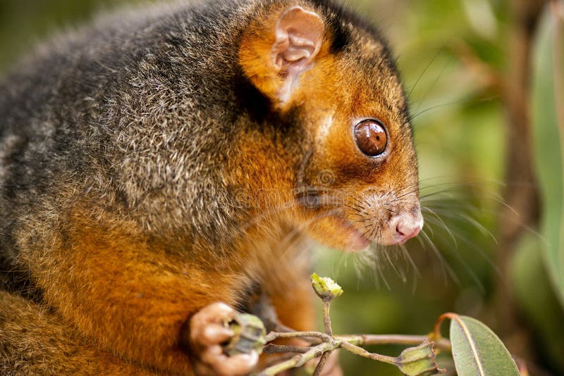 Detailed closeup of an Australian Ringtail Possum. Ringtail possum stock images, royalty-free photos and pictures