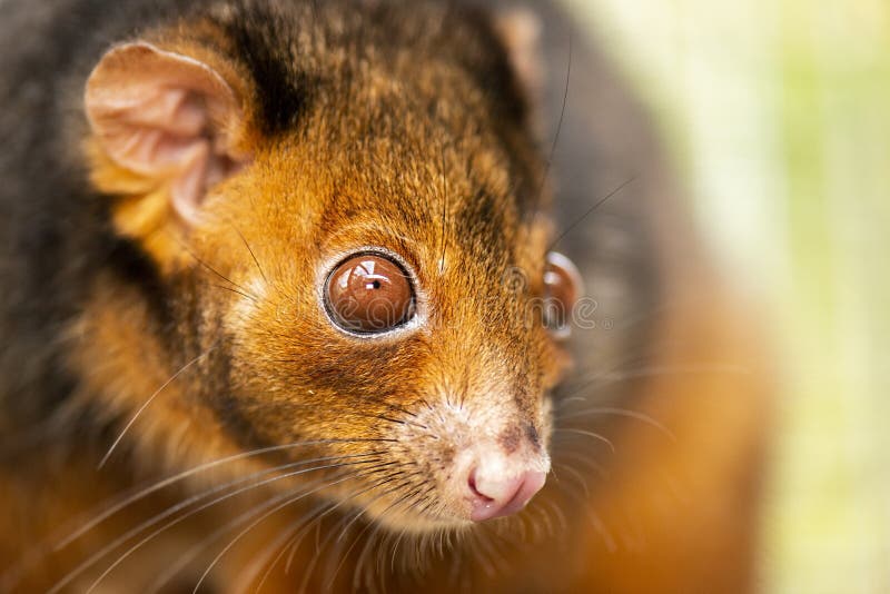 Detailed closeup of an Australian Ringtail Possum. Ringtail possum stock images, royalty-free photos and pictures