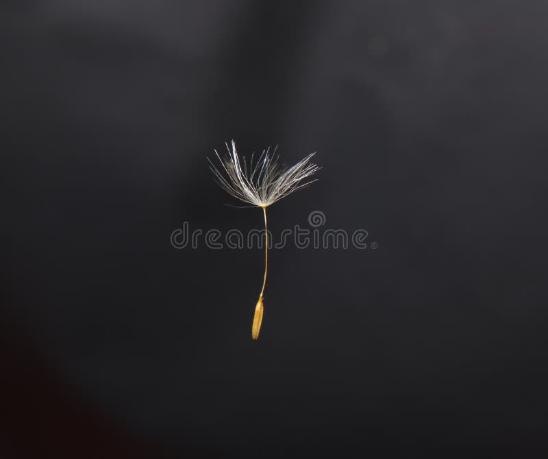 Dandelion seed blowing on a black background.  Dandelions seeds fly upwards