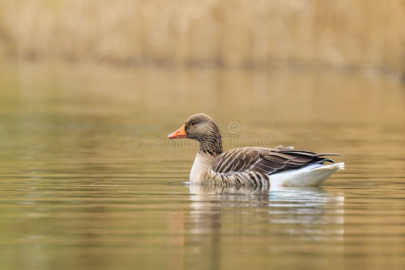 Greylag goose Anser anser swimming stock photos Greylag goose Anser anser swimming stock photos