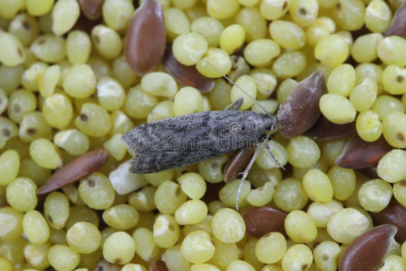 Detailed Closeup on the Small Tobacco Moth, Ephestia Elutella on Seeds ...