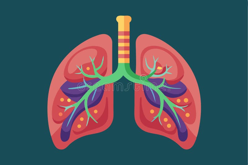 Detailed flat illustration of human lungs showcasing the bronchial structure and alveoli on a solid background for educational vector illustration