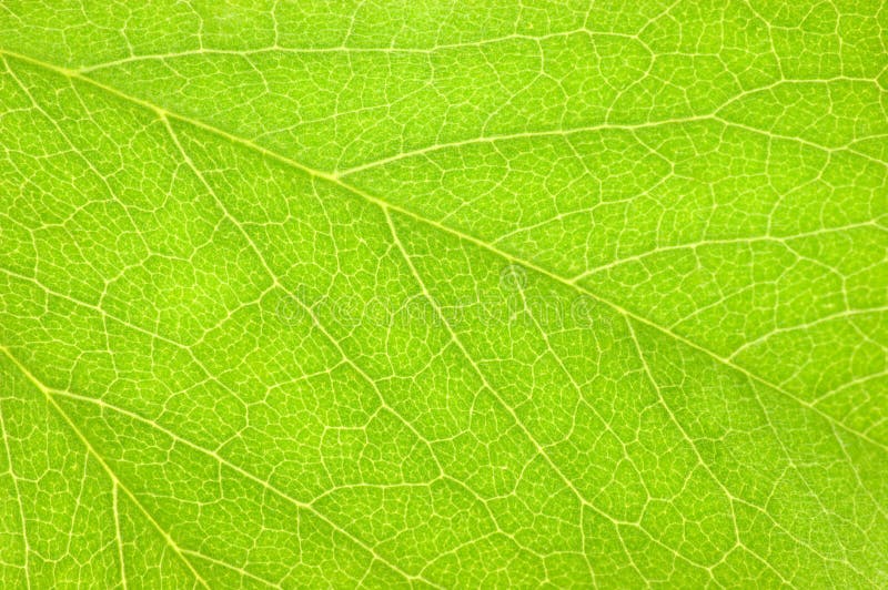 Detailed Green Leaf Macro Background Texture, Large Horizontal Copy Space Closeup stock images