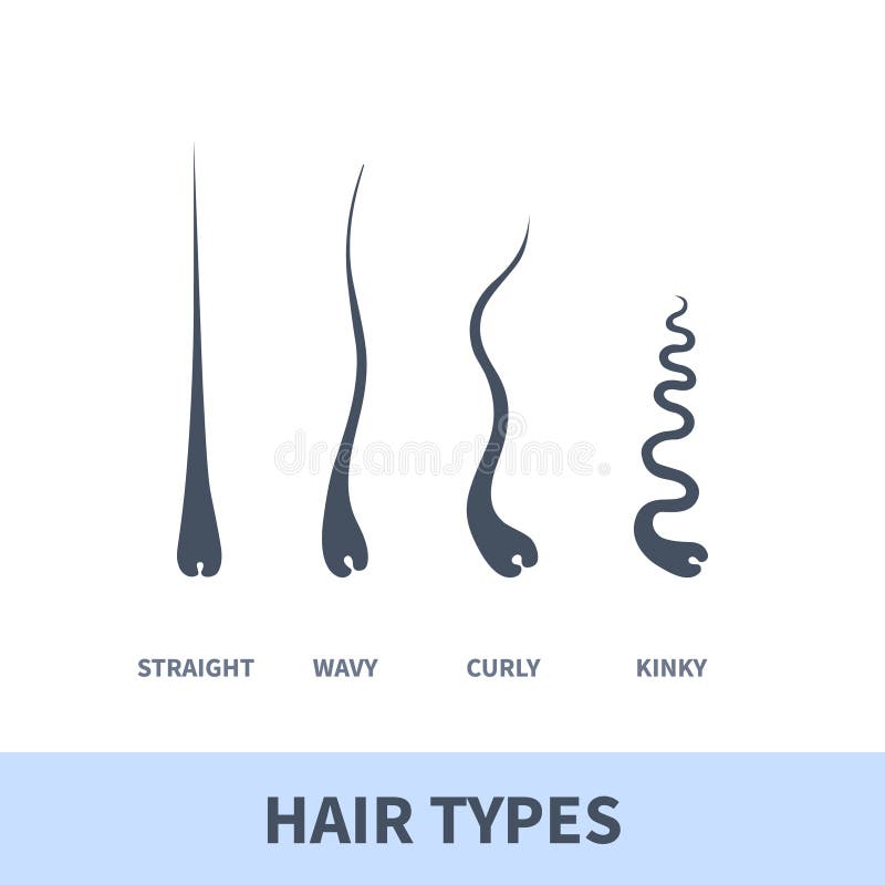 Detailed Hair Types Chart Set of Strands Growth Patterns Stock Vector