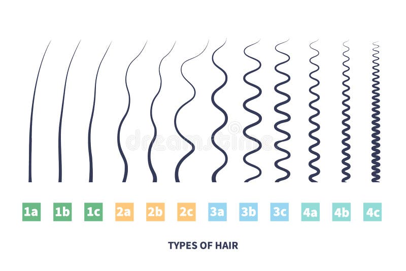Hair Type Chart Stock Illustrations – 264 Hair Type Chart Stock  Illustrations, Vectors & Clipart - Dreamstime