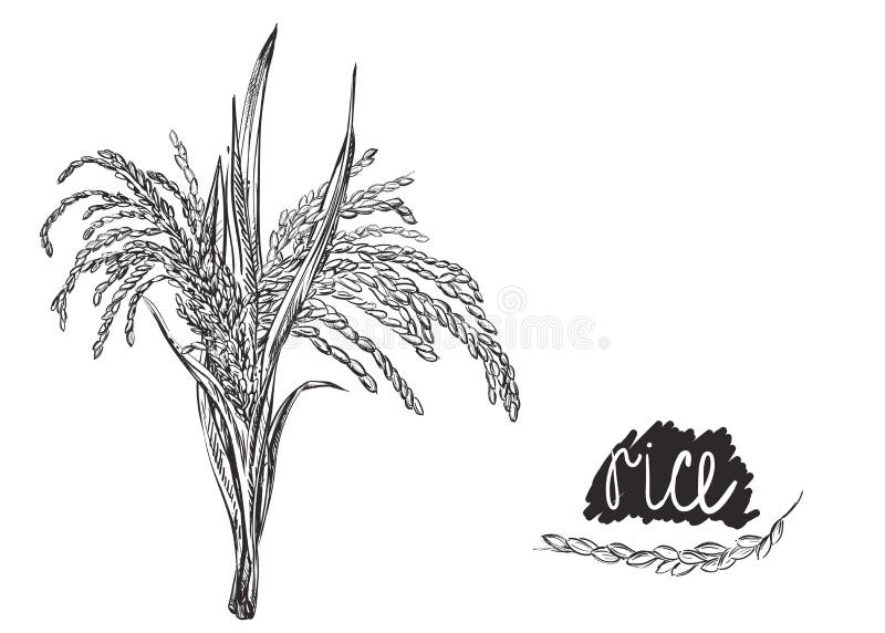 Detailed Hand Drawn Black and White Illustration of Rice Plant. Sketch