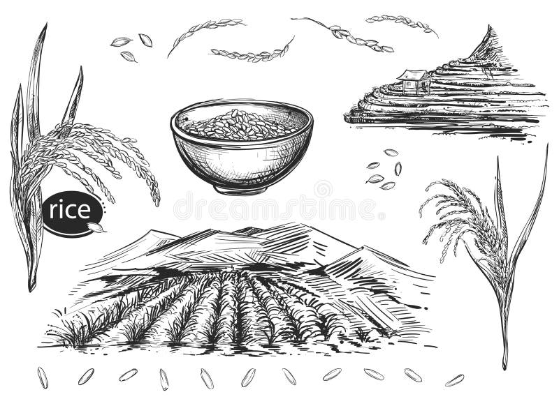 Watercolor painting of rice terraces in autumn - Stock Illustration  [104284862] - PIXTA