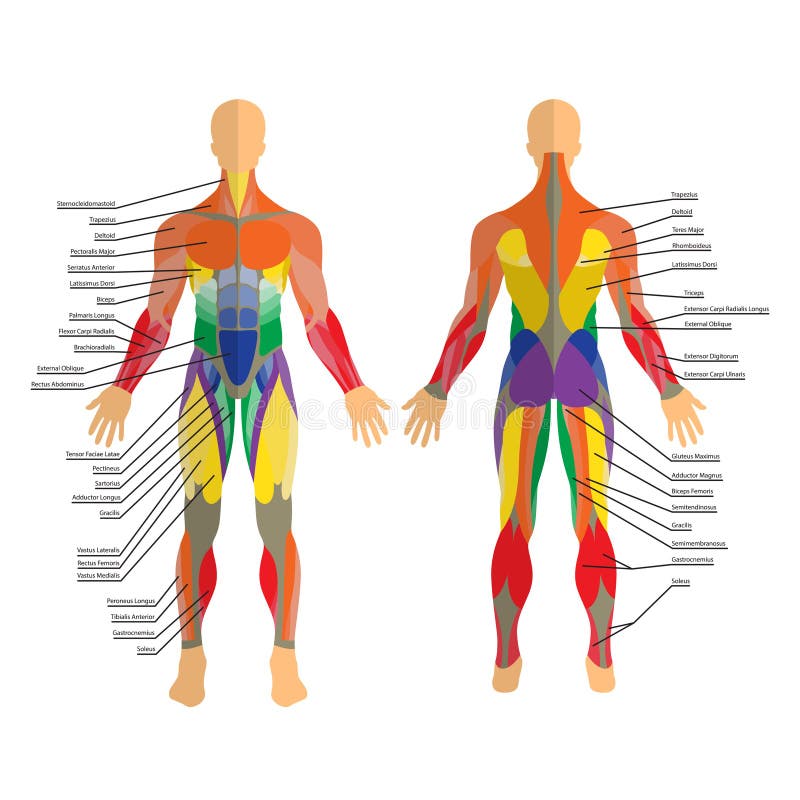 Detailed Illustration Of Human Muscles  Exercise And