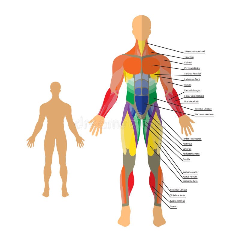 Detailed Illustration of Human Muscles. Exercise and Muscle Guide. Gym ...