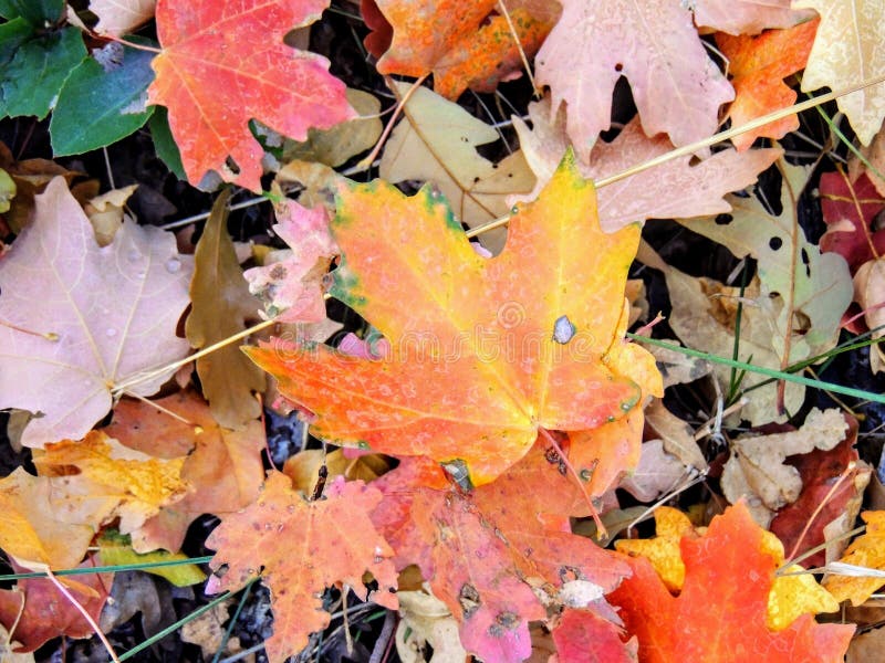 Autumn Maple and Oak Fall Leaves Close Up on the Forest Floor on the Rose Canyon Yellow Fork and Big Rock Trail in Oquirrh Mountai stock photography Autumn Maple and Oak Fall Leaves Close Up on the Forest Floor on the Rose Canyon Yellow Fork and Big Rock Trail in Oquirrh Mountai stock photography